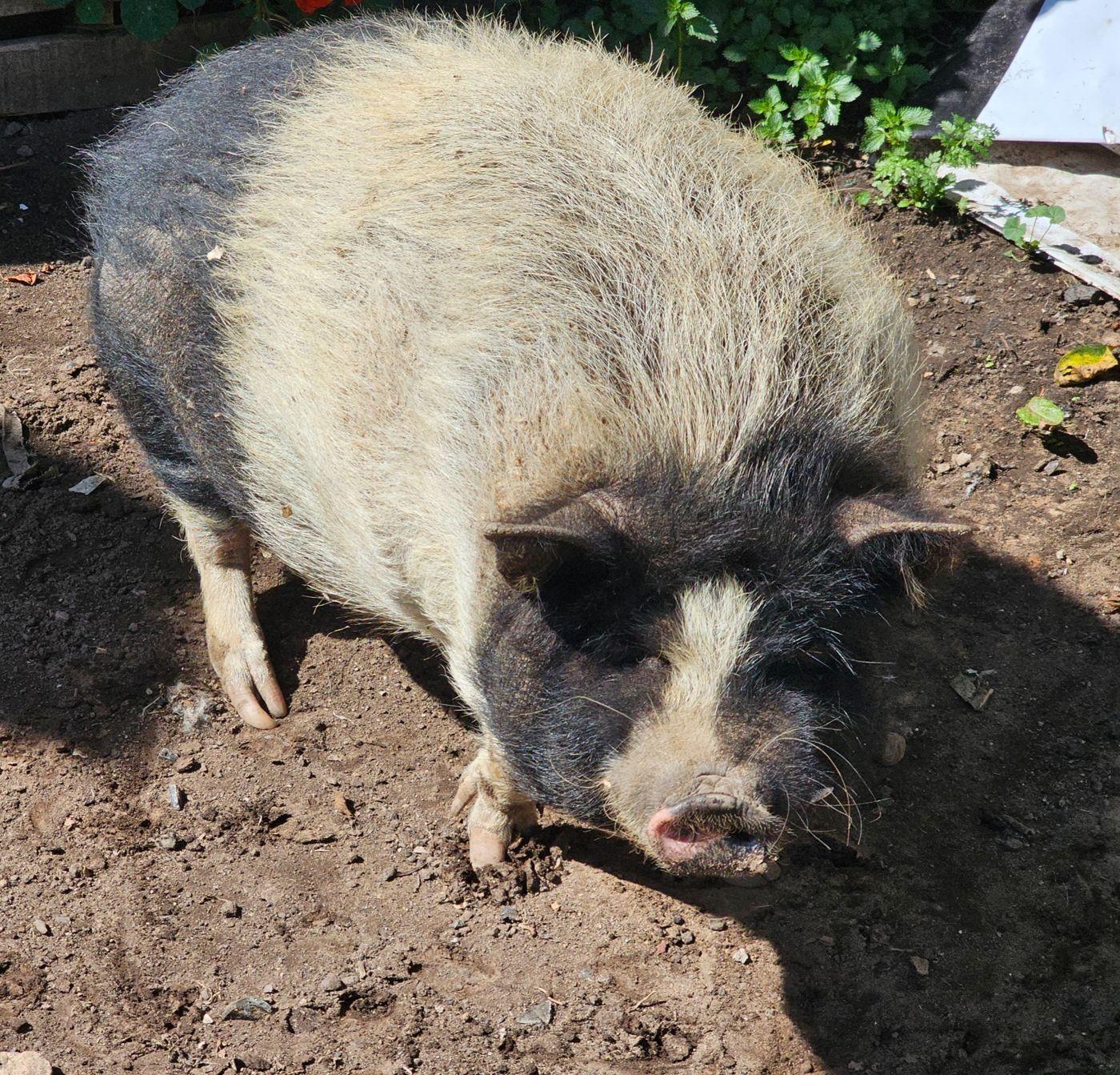 Cerdo rescatado en el refugio
