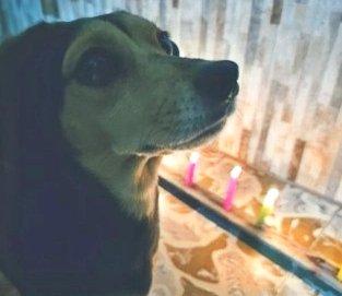 Perro frente a un pastel con velas