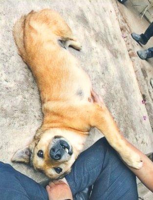 Perro dorado panza arriba pidiendo cariño
