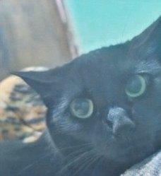 Gato negro rescatado