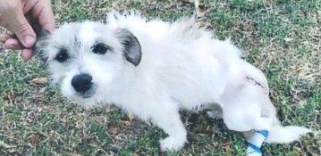 Perrito blanco con una pata vendada
