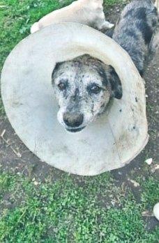 Perro con collar isabelino después de una cirugía