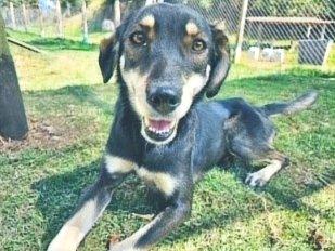 Perro negro y café sonriendo en el pasto