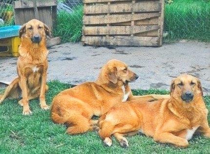 Tres perros dorados descansando juntos