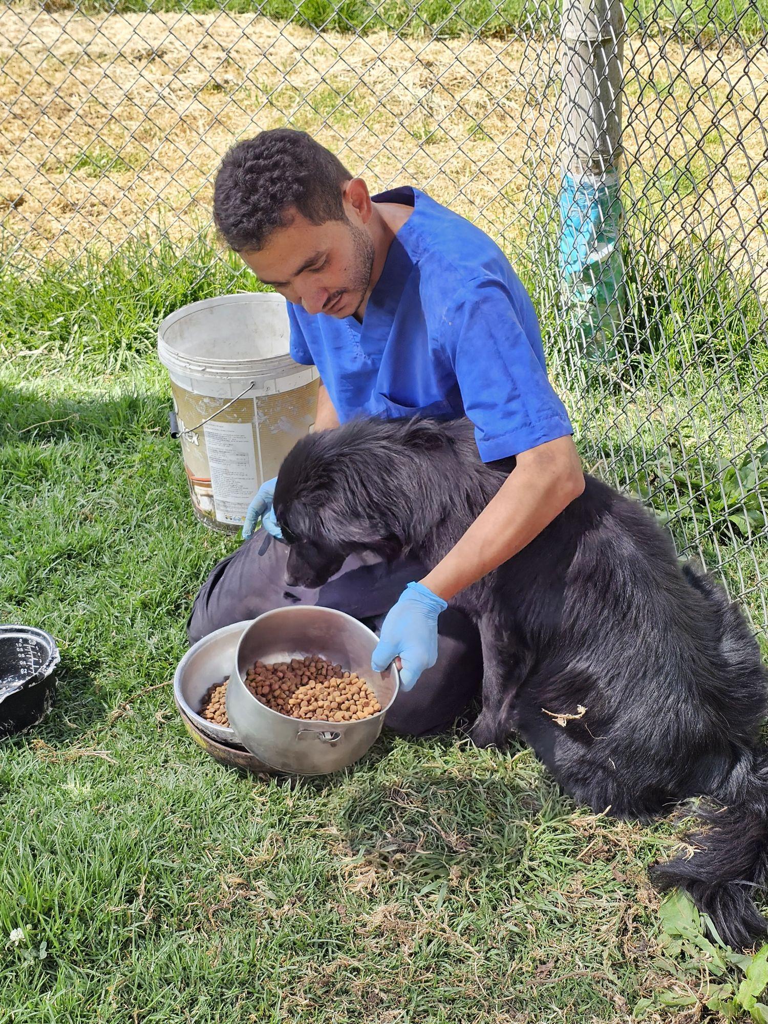 Voluntario alimentando a un perro rescatado
