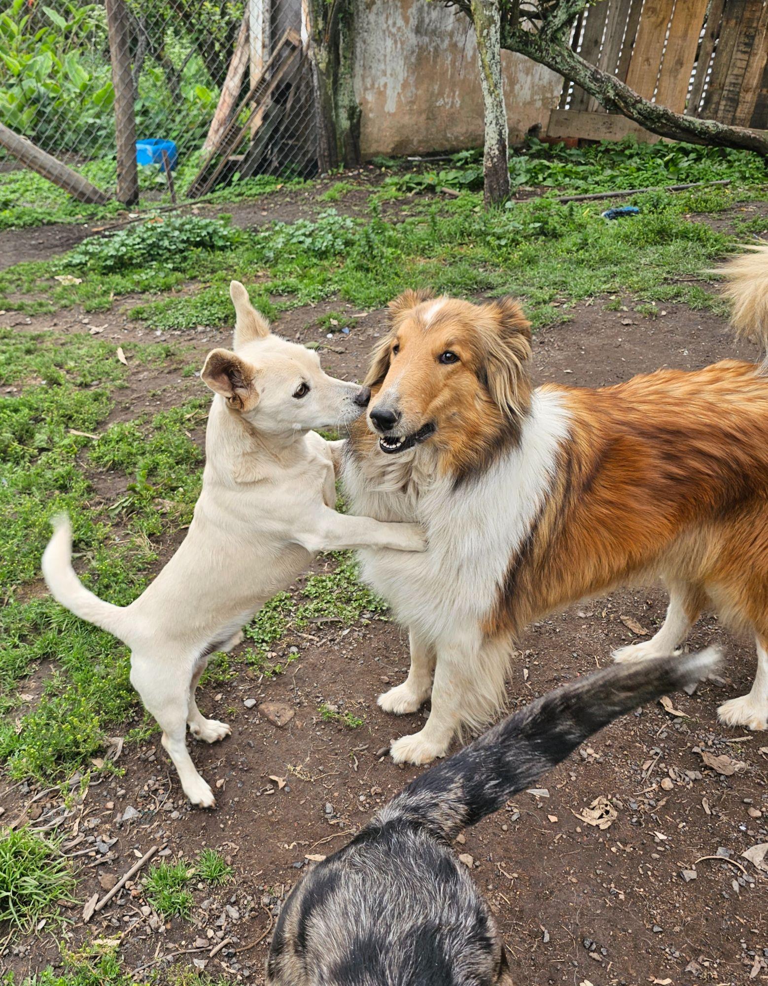 Dos perros jugando en el refugio