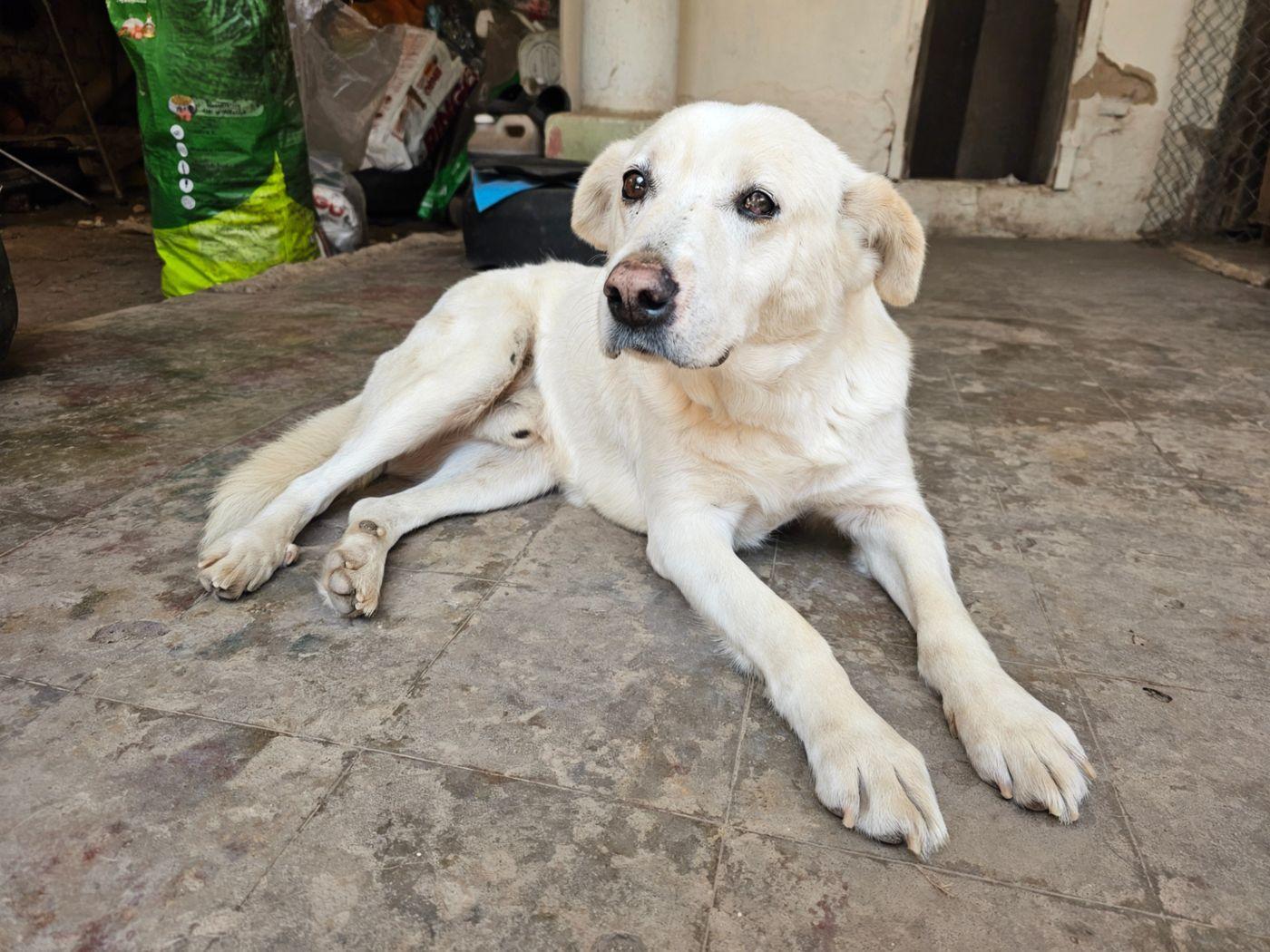 Perro blanco descansando en el refugio